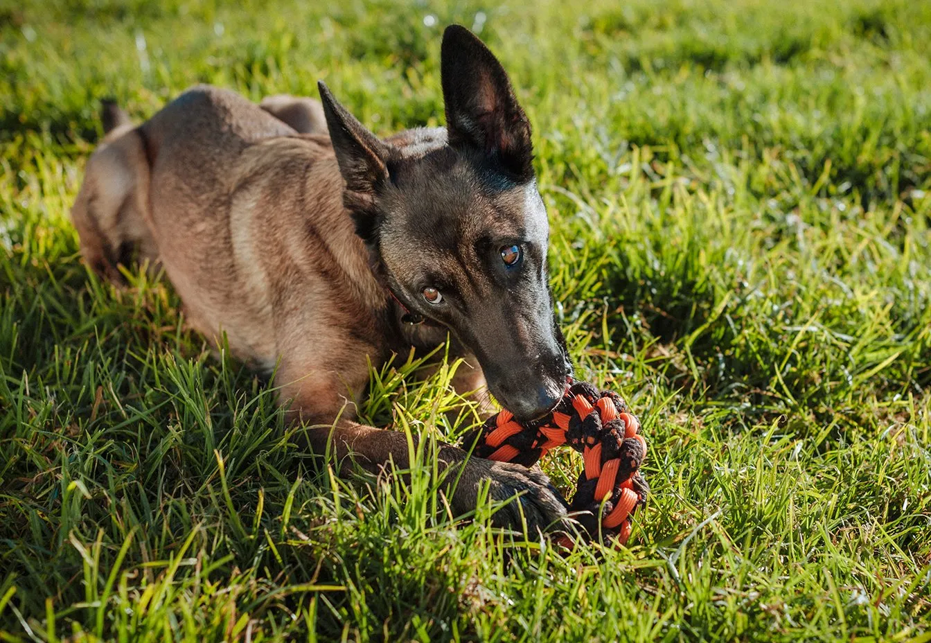 Dog NovaRope Ring Toy