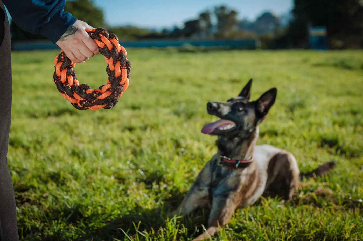 Dog NovaRope Ring Toy