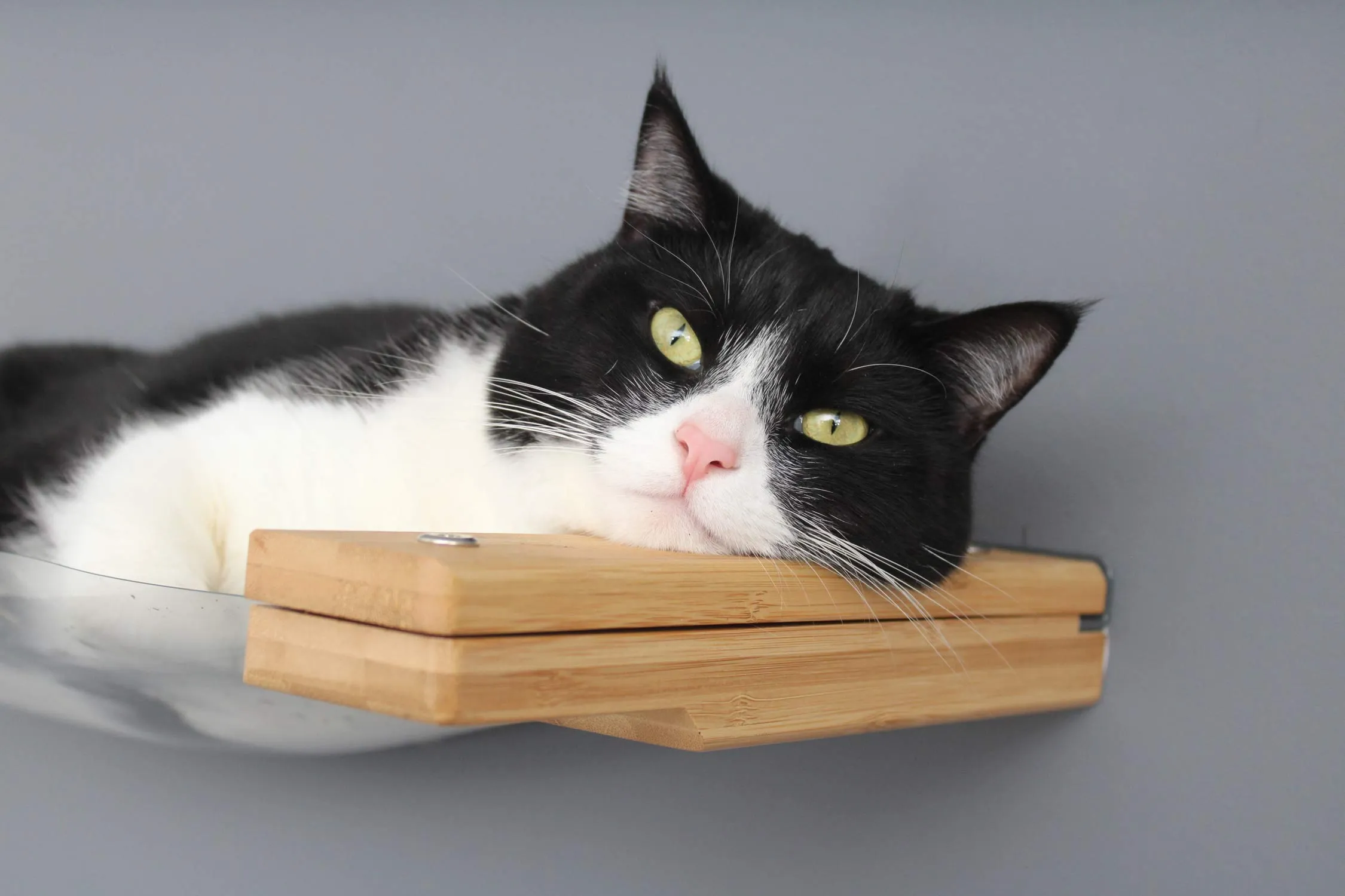 Invisible Lift: Cat Wall Ramp with Hammock Bed