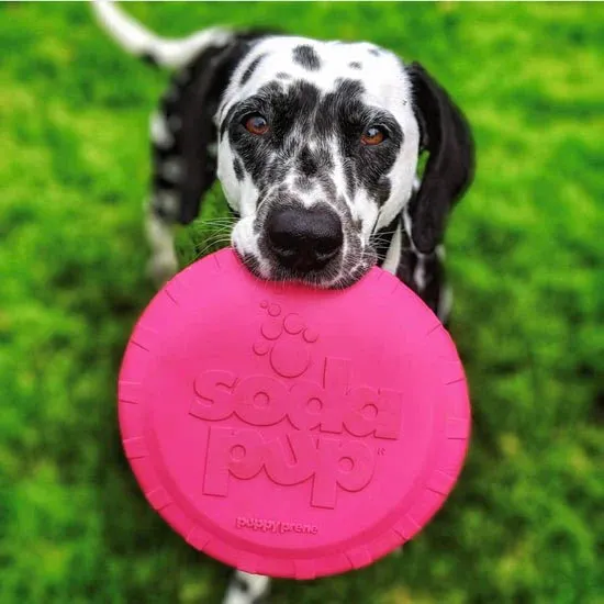 Small Bottle Top Dog Toy